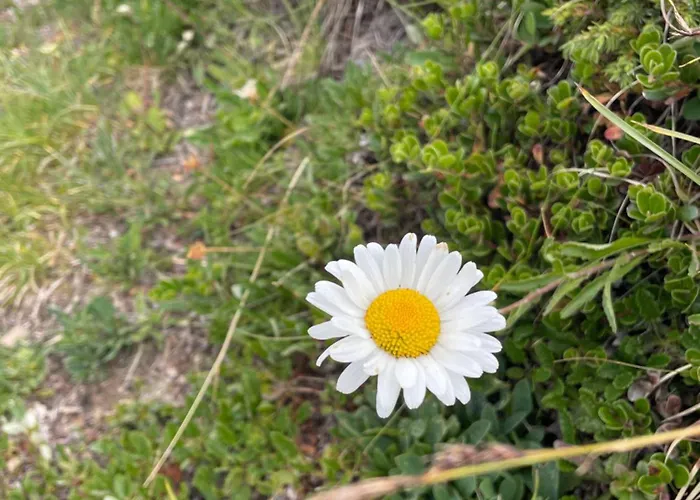 La Marguerite